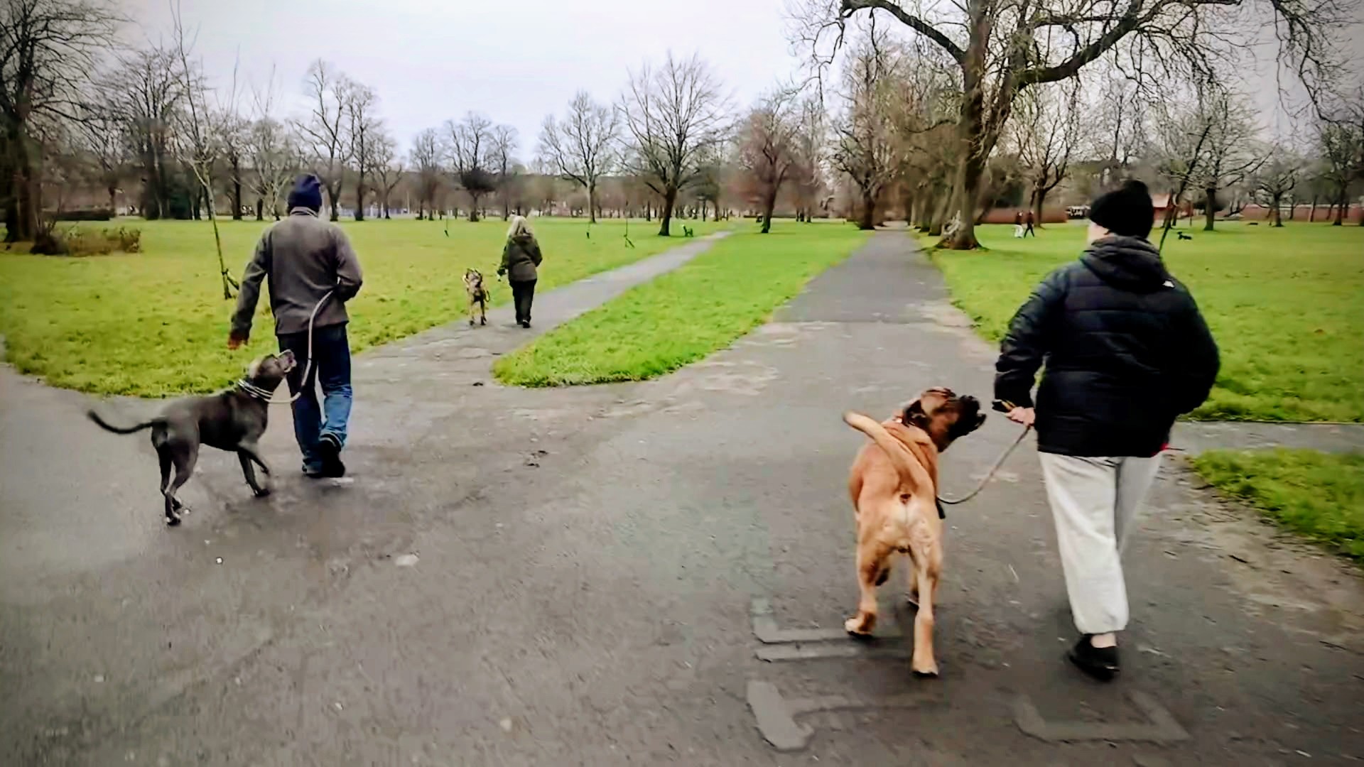 Pack walk at Elder Park, Glasgow - dogs walking calmly with their owners