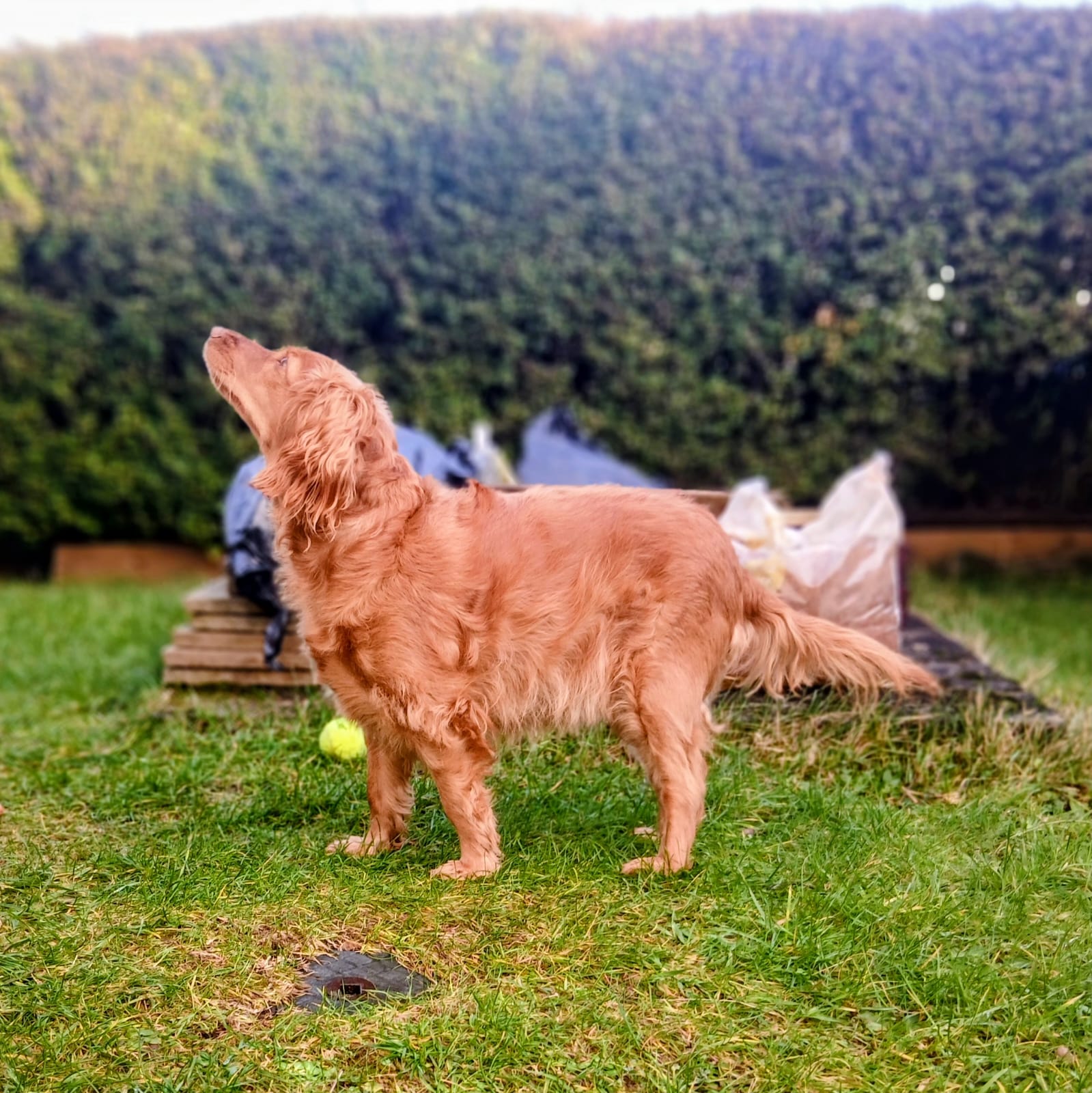 Mila the Cockapoo enjoying outdoor training