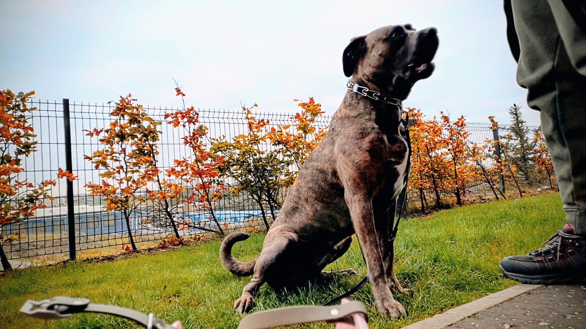 Nala sitting attentively outdoors demonstrating focus and obedience